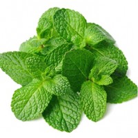 TFA Spearmint (Tatlı Nane) TFA Spearmint (Tatlı Nane)